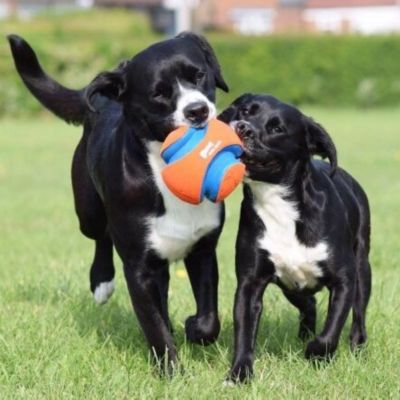 Image showing 5 th Chuckit! Large Kick Fetch Dog Toy