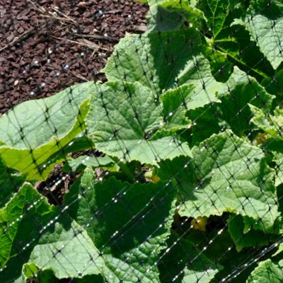 Image showing  14 ft. x 14 ft. Protective Bird Netting