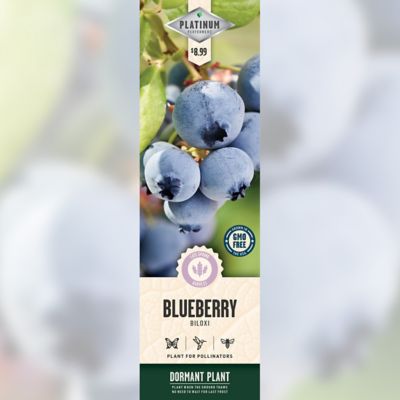 DeGroot Biloxi Blueberry Plant