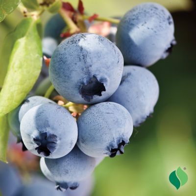 Image showing  Biloxi Blueberry Plant