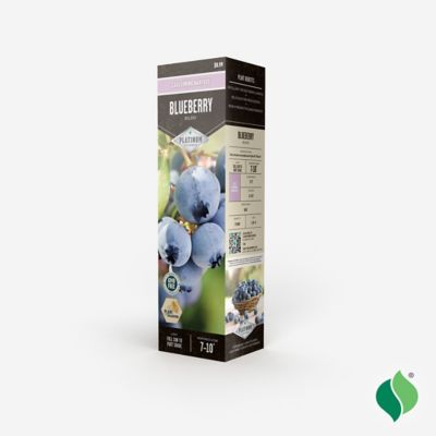 Image showing  Biloxi Blueberry Plant