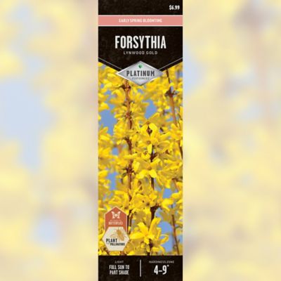 DeGroot Forsythia Lynwood Gold