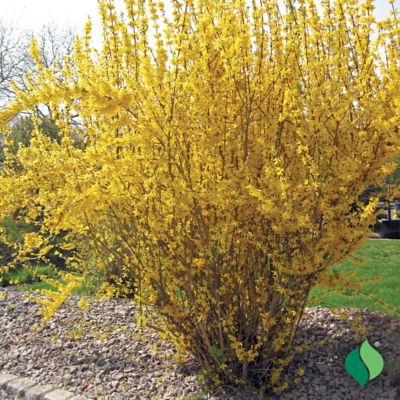 Image showing  Forsythia Lynwood Gold