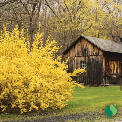 Image showing  Forsythia Lynwood Gold