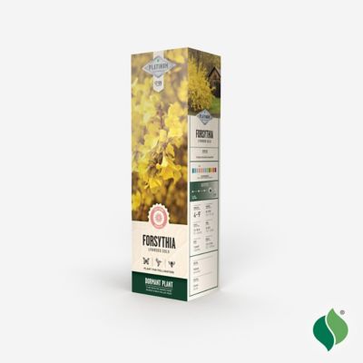 Image showing  Forsythia Lynwood Gold