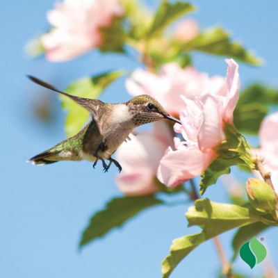 Image showing  Althea Rose of Sharon