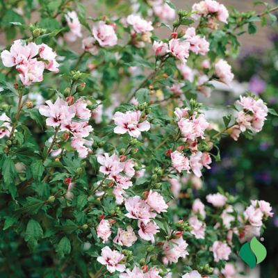 Image showing  Althea Rose of Sharon
