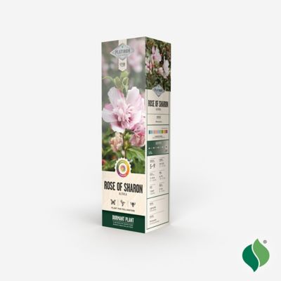 Image showing  Althea Rose of Sharon