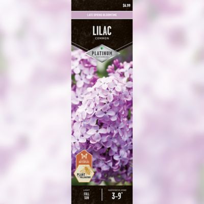 DeGroot Purple Lilac Common Plant