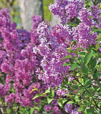 Image showing  Purple Lilac Common Plant