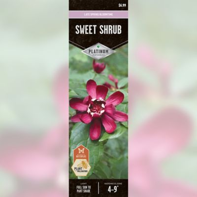 DeGroot Sweet Shrub