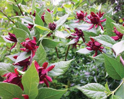 Image showing  Sweet Shrub