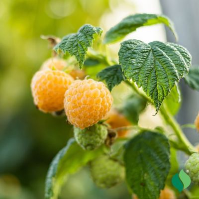 Image showing  Raspberry Fall Gold