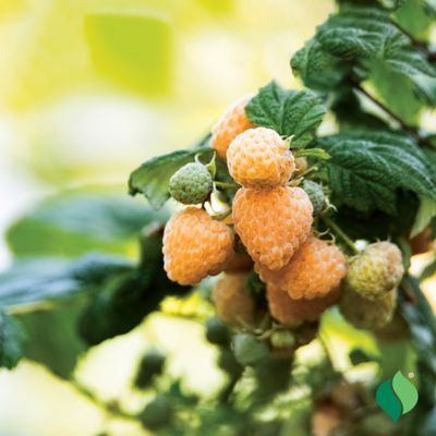 Image showing  Raspberry Fall Gold