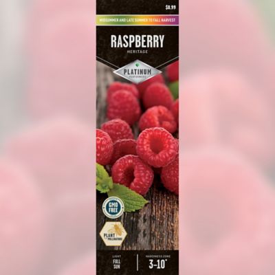 Degroot Raspberry Heritage 1 Plant At Tractor Supply Co