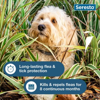 Image showing 5 th Seresto Flea and Tick Collar for Small Dogs Up to 18 lb.