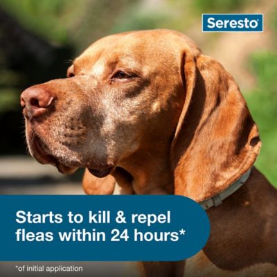 Image showing 9 th Seresto Vet-Recommended Flea and Tick Treatment/Prevention Collar for Large Dogs Over 18 lb., 8 Months Protection