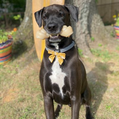 Image showing 7 th Nylabone Power Chew Big Knot Dog Chew Toy