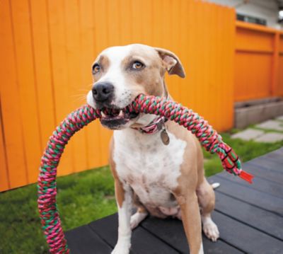 Image showing  Snakebiter Dog Chew Toy, Large, 42 in.