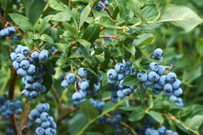 Pirtle Nursery 1.5 gal. Brightwell Blueberry #2 Shrub