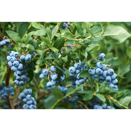 Pirtle Nursery 1.5 gal Brightwell Blueberry #2 Shrub in Pot Fruit Trees & Plants