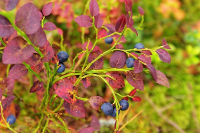 Image showing  1.5 gal. Potted Brightwell Blueberry #2 Shrub