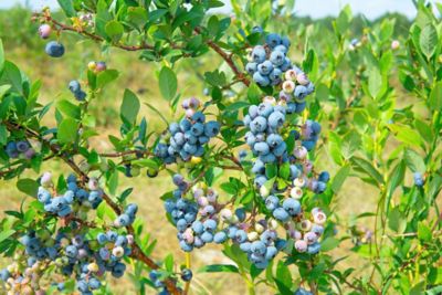 Pirtle Nursery 1.5 gal. Powder Blue Blueberry #2 Shrub