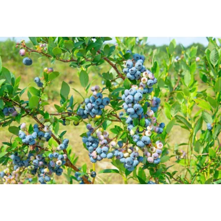 Pirtle Nursery 1.5 gal Powdered Blue Blueberry Shrub #2 in Pot Fruit Trees & Plants