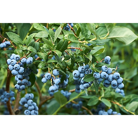 Pirtle Nursery 1.5 gal. Premier Blueberry #2 Plant