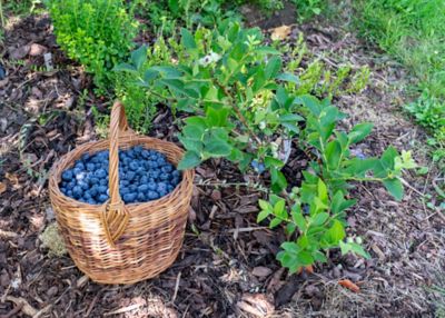 Image showing  1.5 gal. Potted Premier Blueberry #2 Plant
