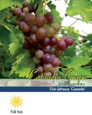 Pirtle Nursery 1.5 gal. Catawba Grape Vine in #2 Pot