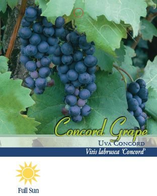 Pirtle Nursery 1.5 gal. Concord Grape Vine in #2 Pot