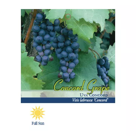 Pirtle Nursery 1.5 gal Potted Concord Grape Vine in No 2 Pot Fruit Trees & Plants