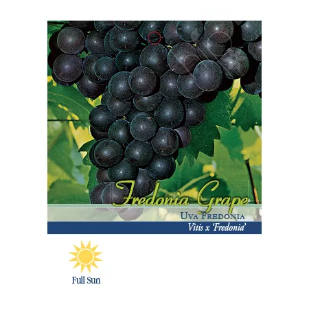 Pirtle Nursery 1.5 gal Fredonia Grape Vine Plant #2 Fruit Trees & Plants