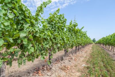 Image showing  1.5 gal. Potted Niagara Grape Vine in #2 Pot