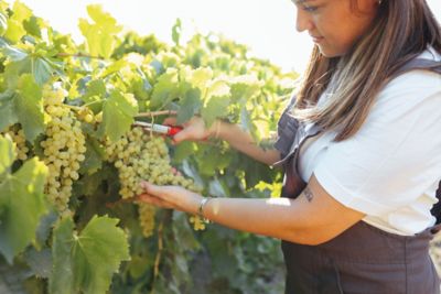 Image showing  1.5 gal. Potted Niagara Grape Vine in #2 Pot