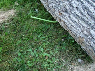 Image showing  Choker Chain with Probe Stake