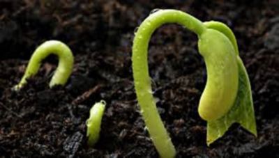 Image showing  RSI Hydroponic Seed Trays, 2-Pack, 128 Plugs