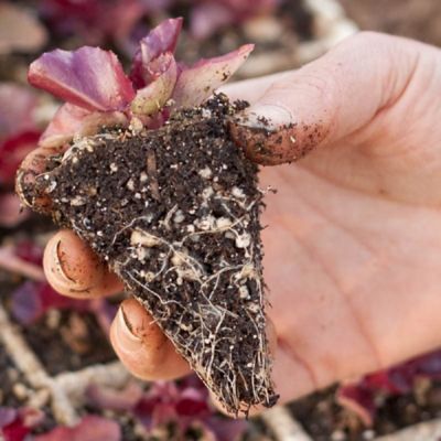 Image showing  RSI Hydroponic Seed Trays, 2-Pack, 242 Plugs