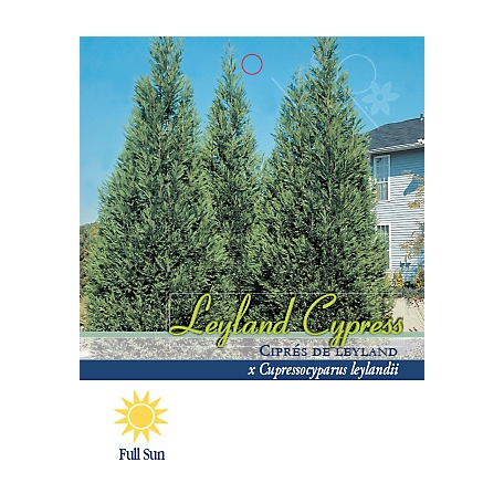 Pirtle Nursery 2.93 gal. Leyland Cypress Tree, #3