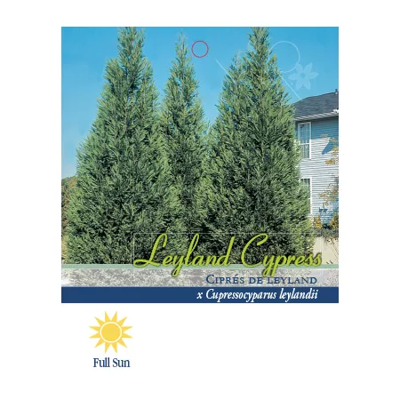 Pirtle Nursery 2.93 gal Leyland Cypress #3 Trees