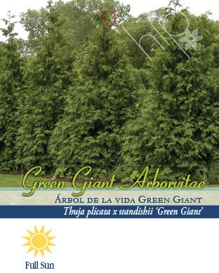 Pirtle Nursery 2.93 gal. Green Giant Arborvitae, #3