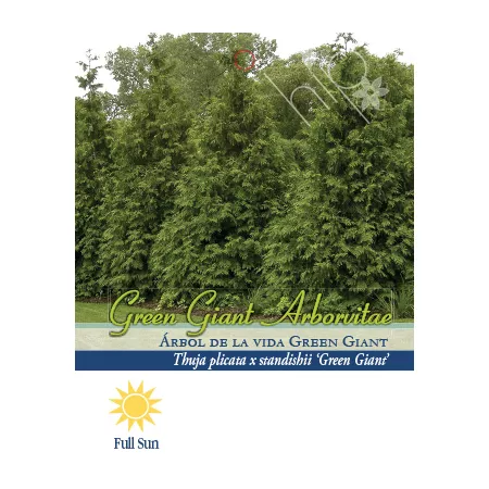 Pirtle Nursery 2.93 gal Green Giant Arborvitae #3 Trees