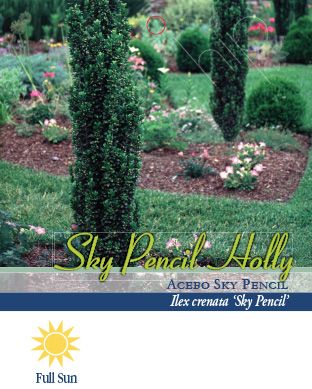 Pirtle Nursery 2.93 gal. Sky Pencil Holly Shrub, #3