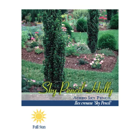 Pirtle Nursery 2.93 gal Sky Pencil Holly Shrub #3 Bushes