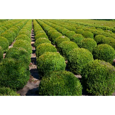 2 929 gallons Wintergreen boxwood #3 Trees