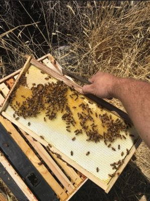 Image showing  Plastic Deep/Brood Beehive Foundation, 8-1/2 in.