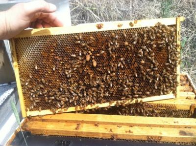 Image showing  Plastic Deep/Brood Beehive Foundation, 8-1/2 in.