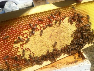 Image showing  Plastic Medium/Honey Beehive Foundation, 5-5/8 in.