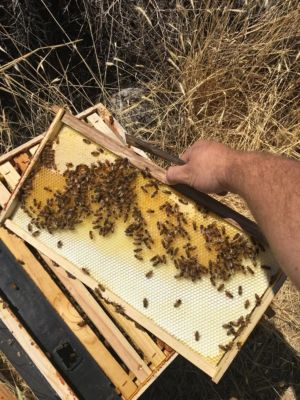 Image showing  Plastic Medium/Honey Beehive Foundation, 5-5/8 in.